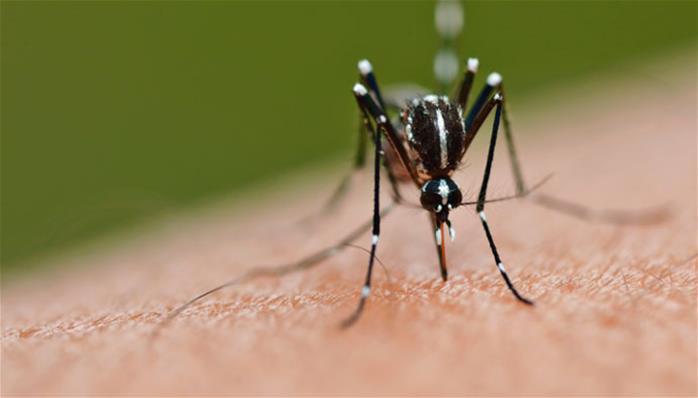 el-virus-del-zika--una-nueva-amenaza